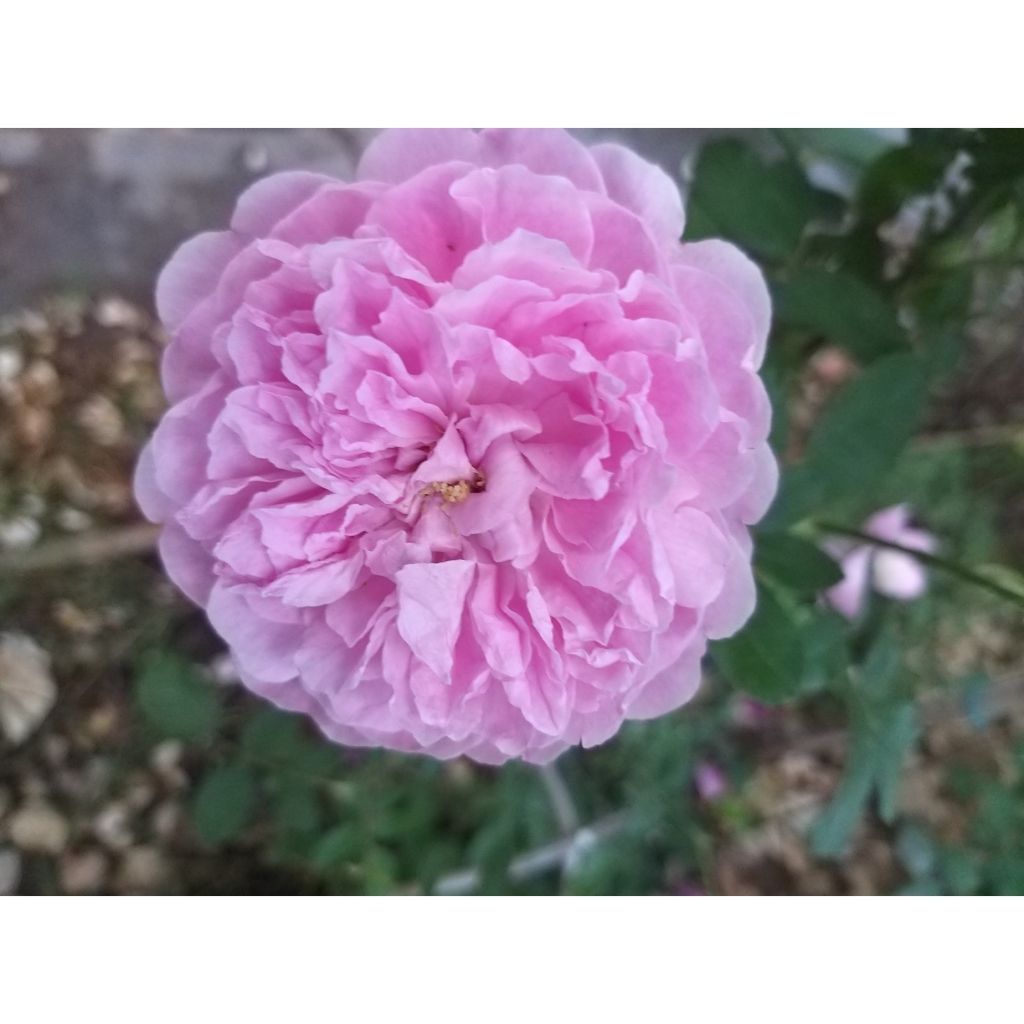 Rosa Harlow Carr