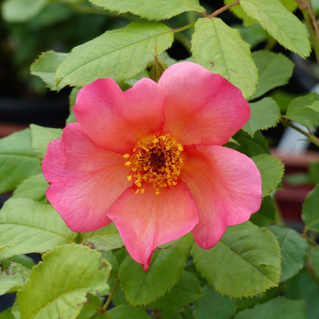 Rosa Morning Mist