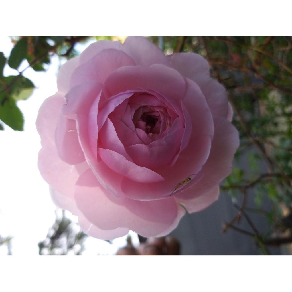 Rosa Olivia Rose Austin
