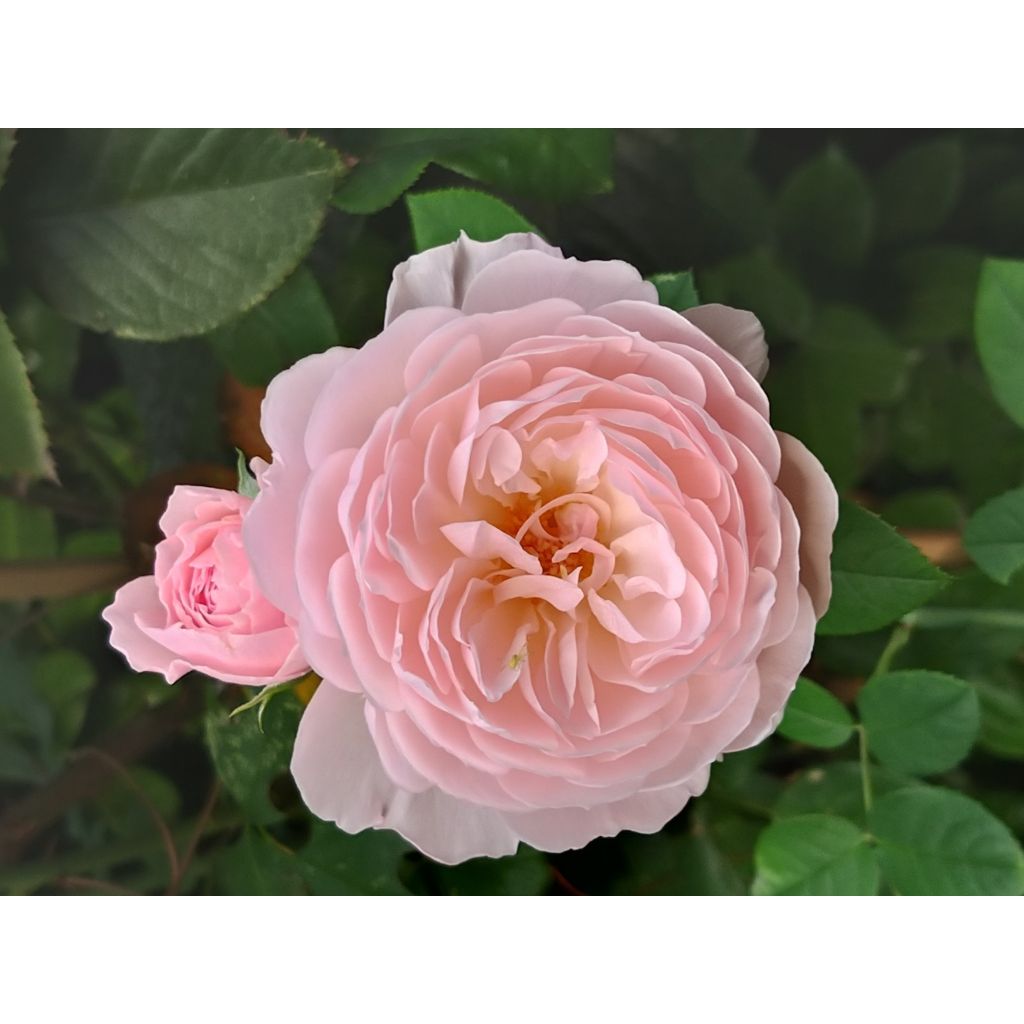 Rosa Queen of Sweden