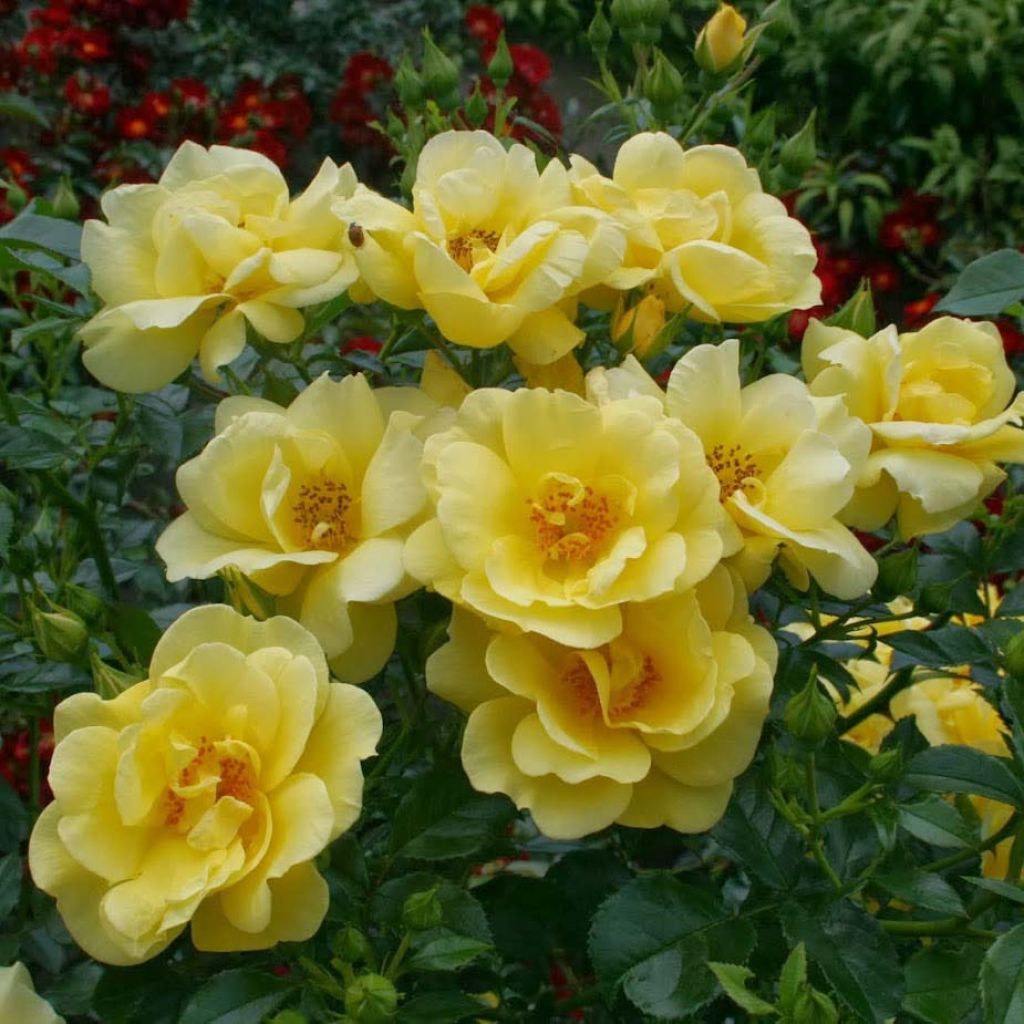 Rosa tappezzante Loredo (NOAlesa)