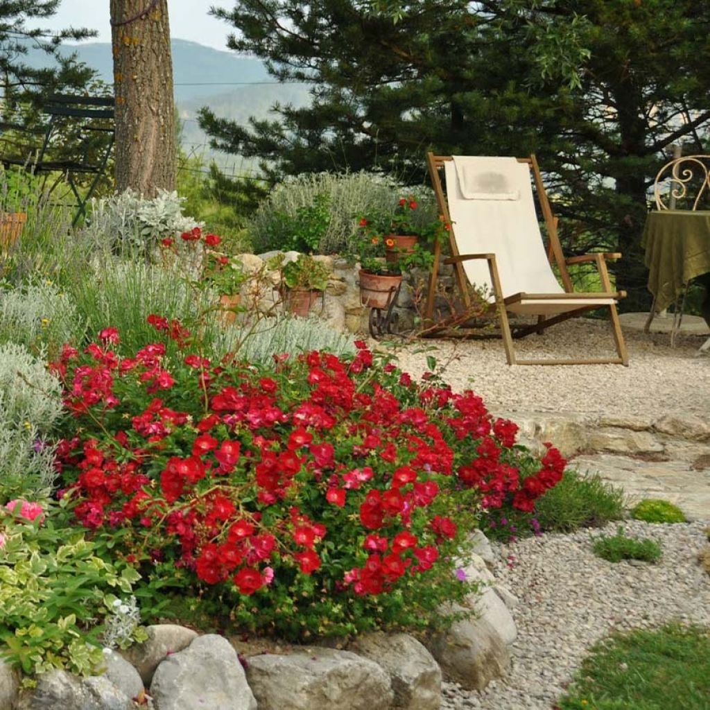 Rosa tappezzante Alcantara (NOAre)