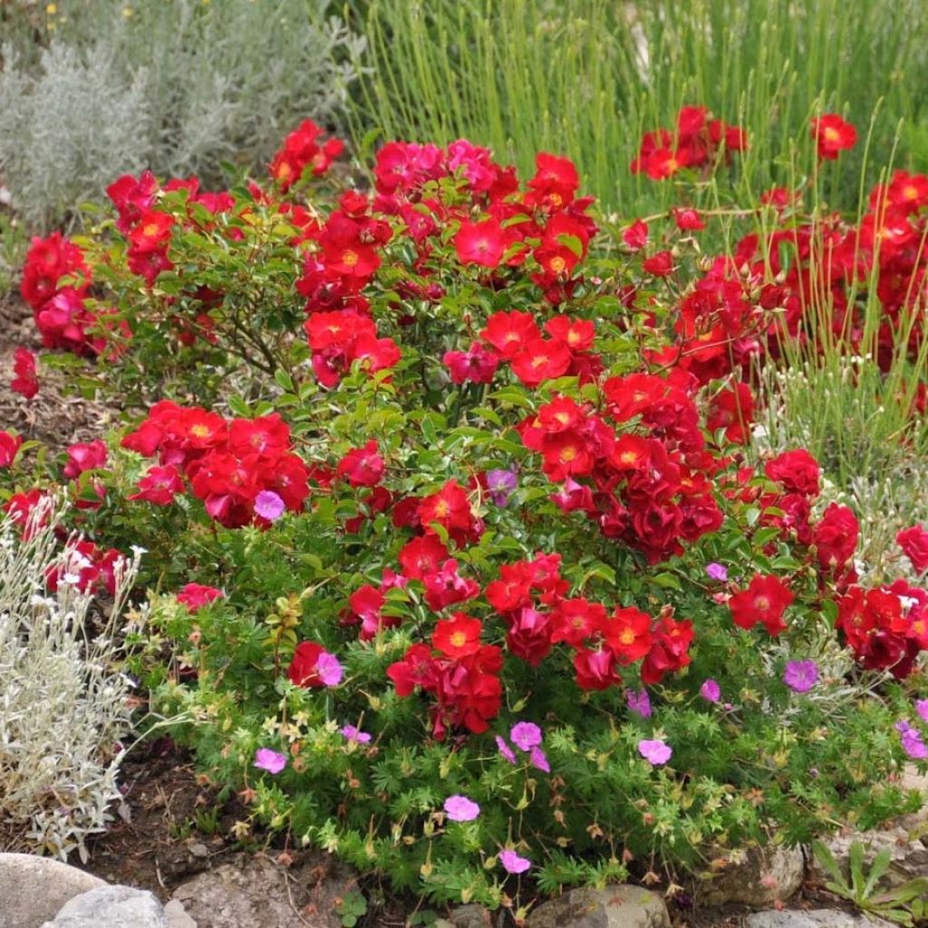 Rosa tappezzante Alcantara (NOAre)