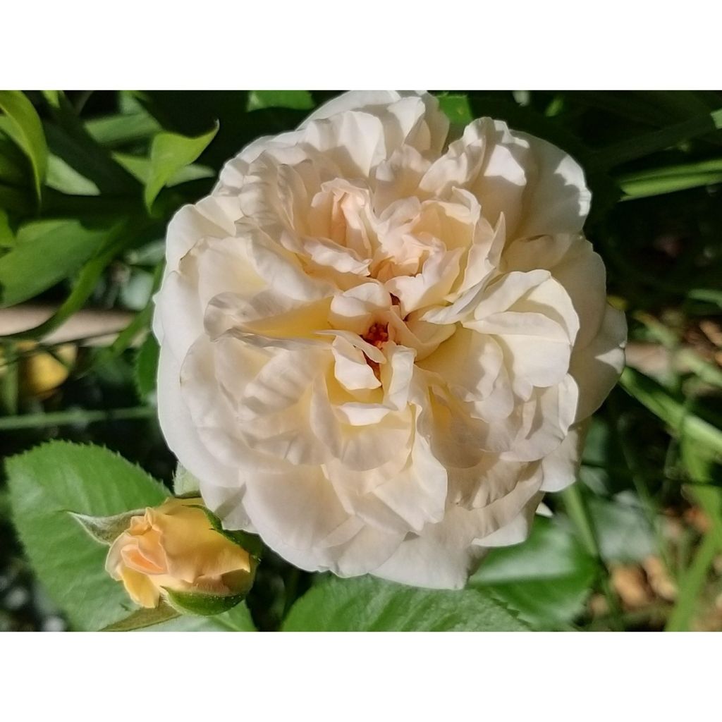 Rosa tappezzante Amber Voluptia