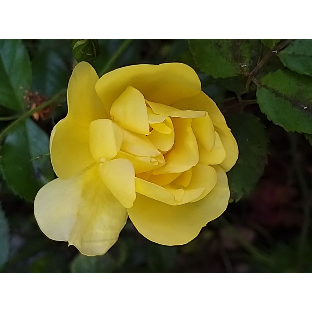 Rosa tappezzante Celina (NOAson)