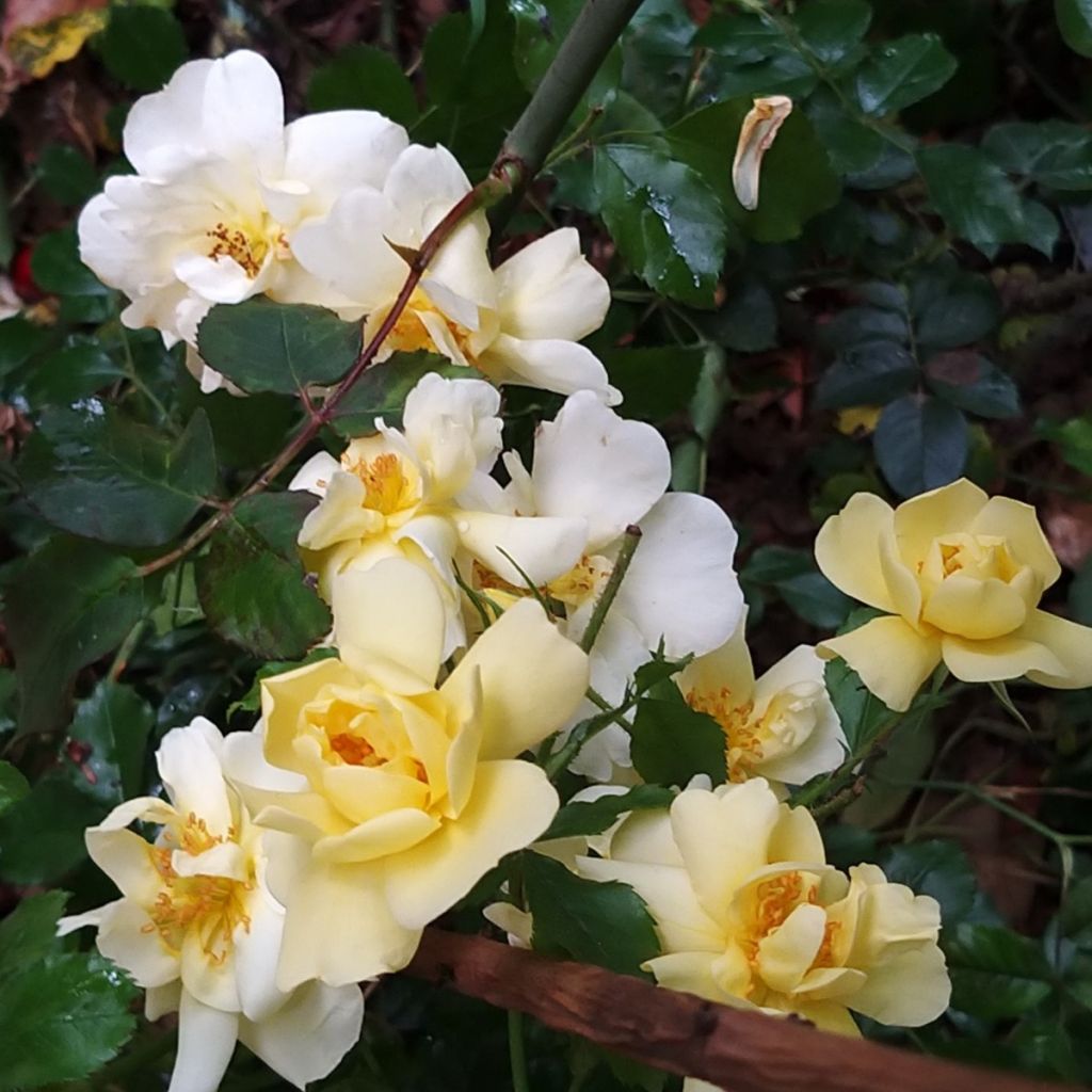 Rosa tappezzante Celina (NOAson)