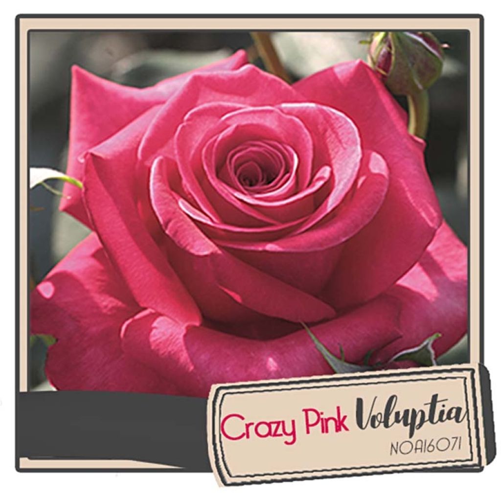 Rosa tappezzante Charisma (Crazy Pink Voluptia)