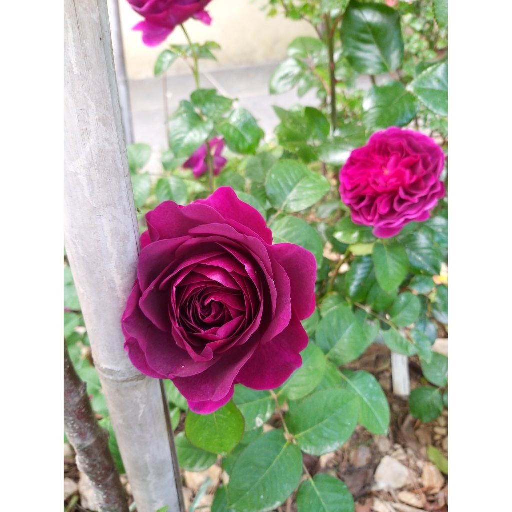 Rosa tappezzante Purple Voluptia