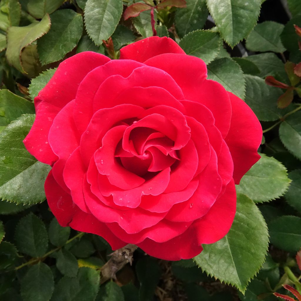 Rosa Dominica Intercomdoor