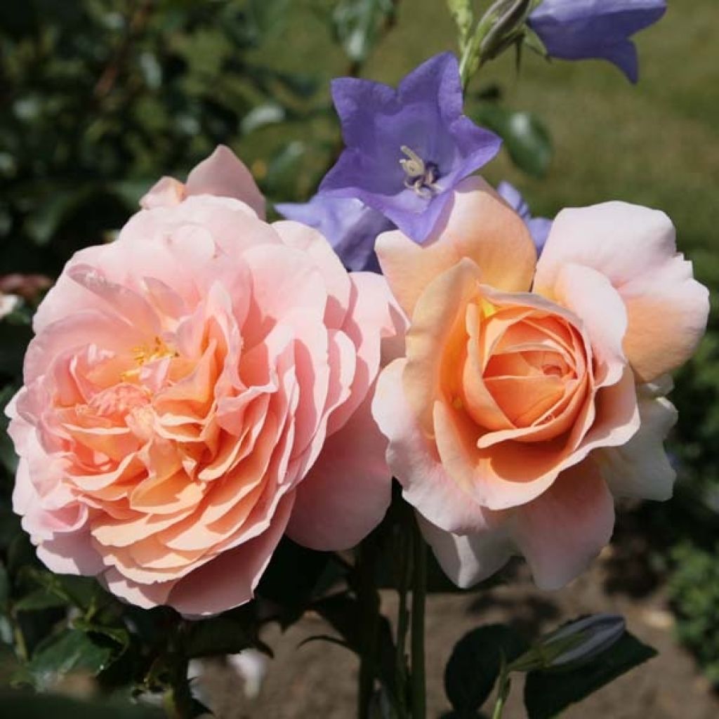 Rosa Floribunda Garden of Roses