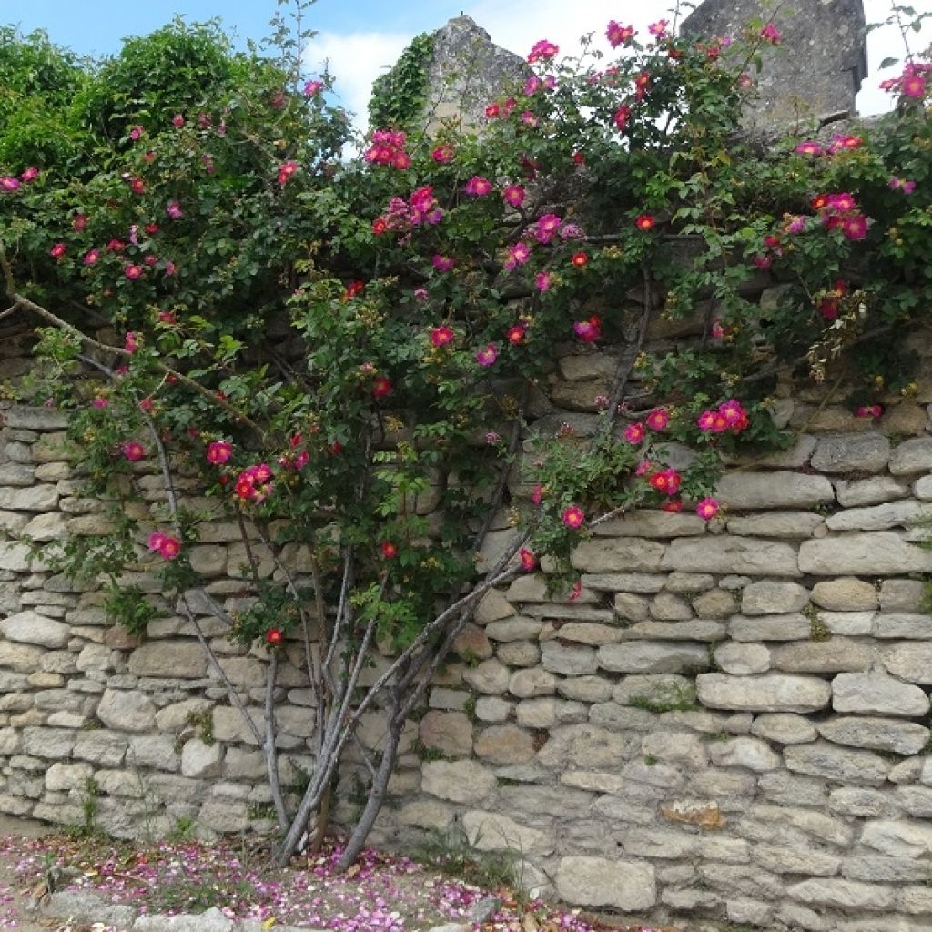 Rosa wichurana American Pillar - Rosa rampicante