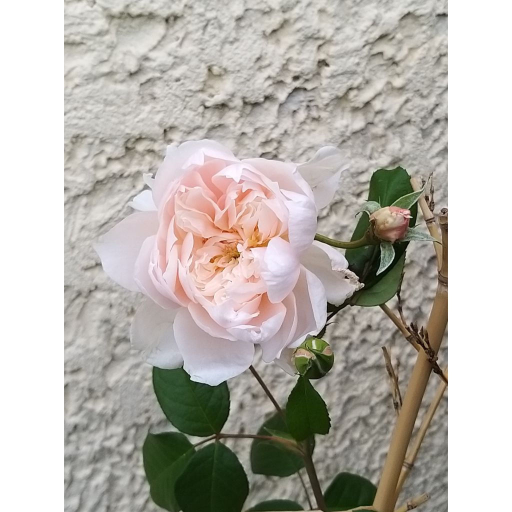 Rosa rampicante David Austin The Generous Gardener