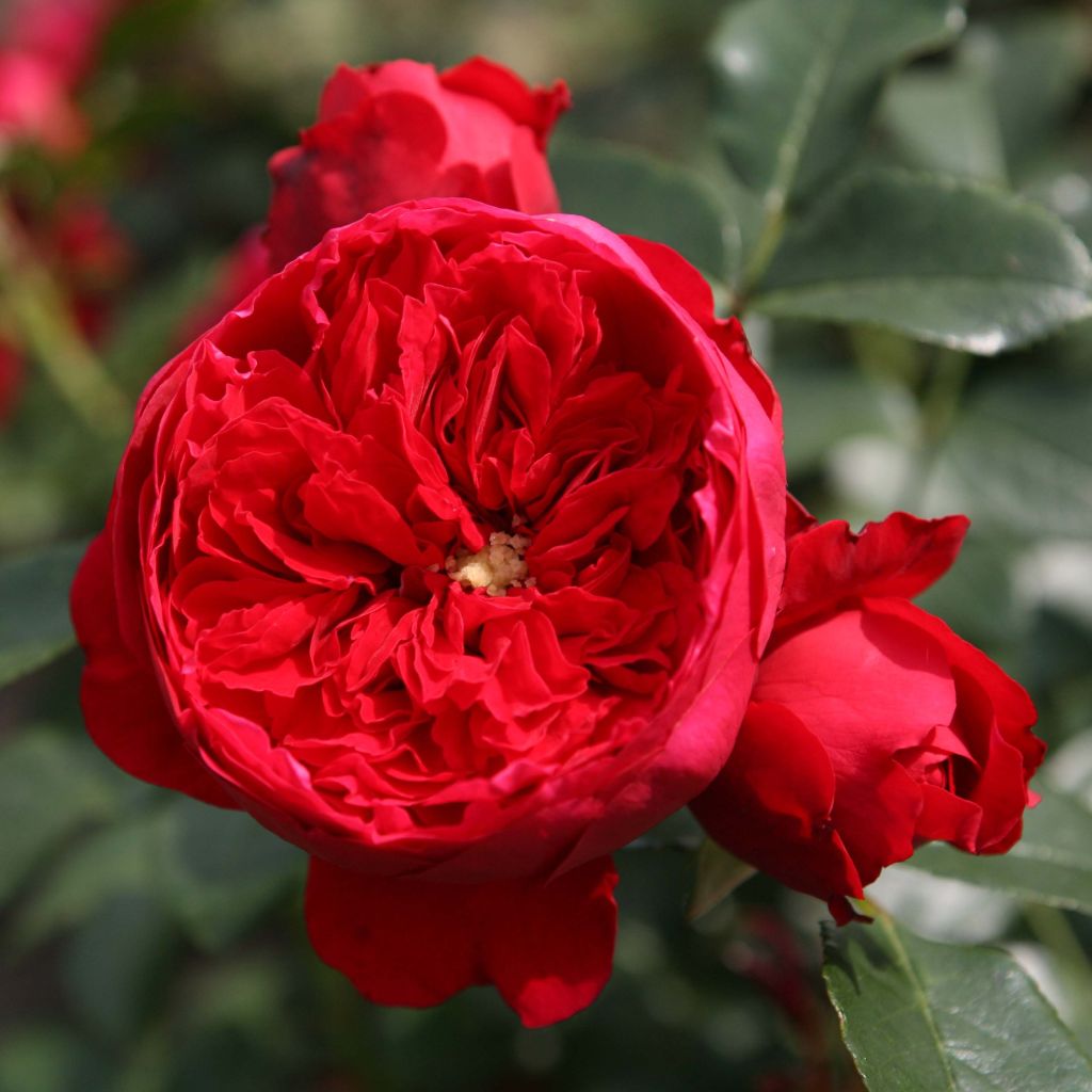 Rosa rampicante Florentina