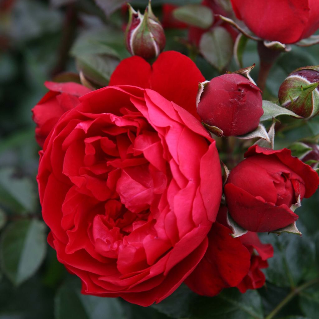 Rosa rampicante Florentina