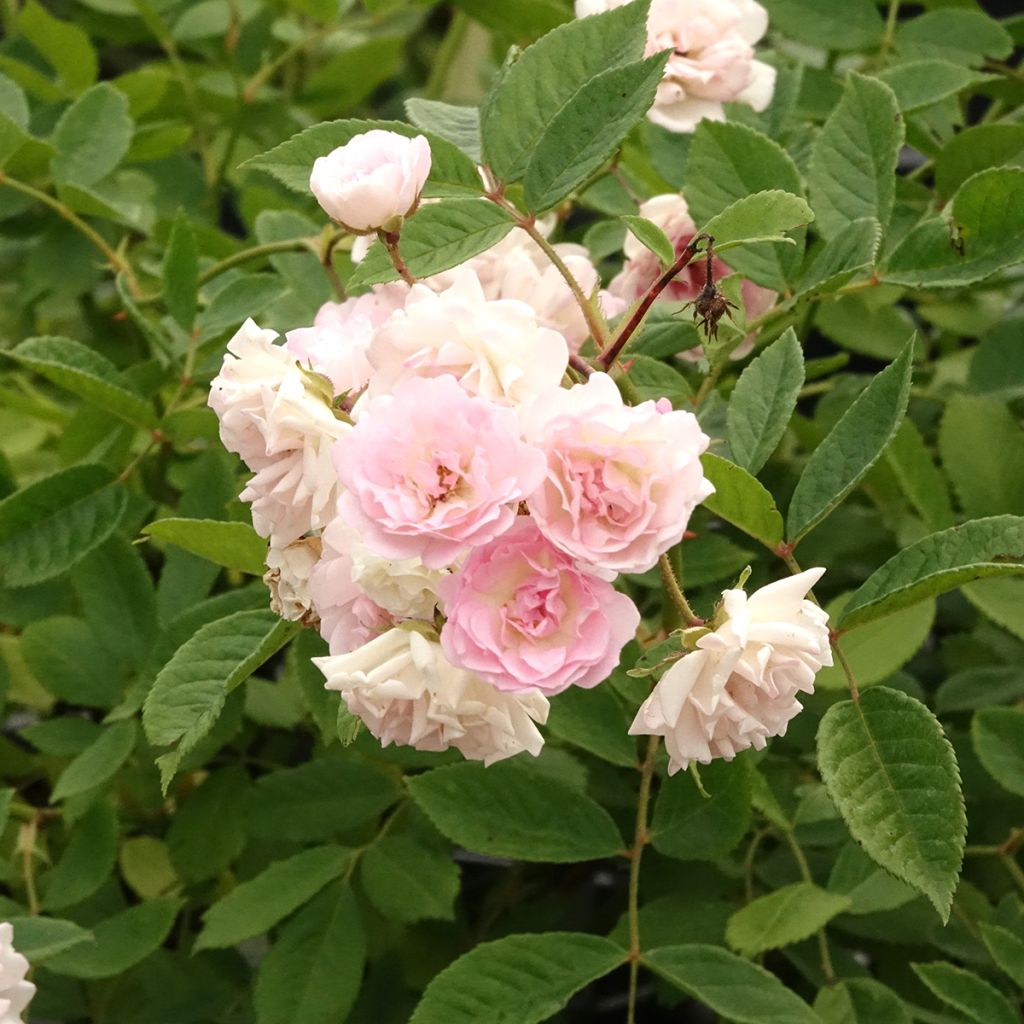 Rosa rampicante Frau Eva Schubert