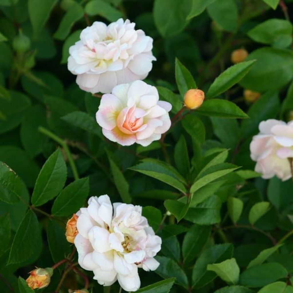 Rosa multiflora Ghislaine de Féligonde
