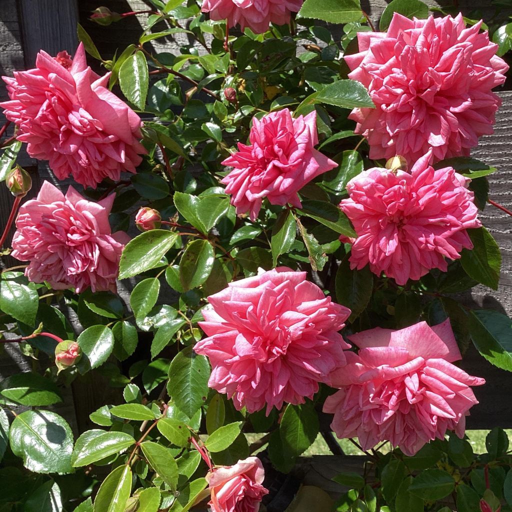 Rosa wichuraiana Paul Transon - Rosa rampicante