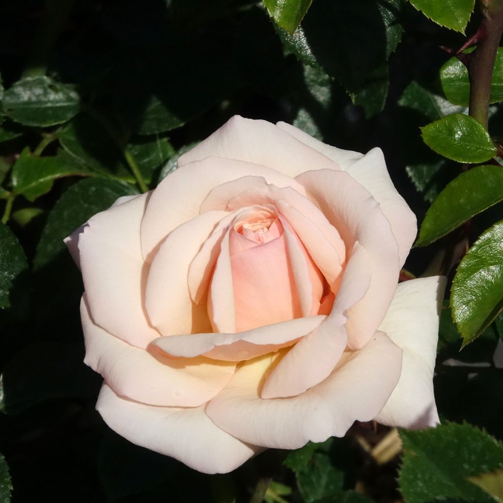 Rosa rampicante Penny Lane