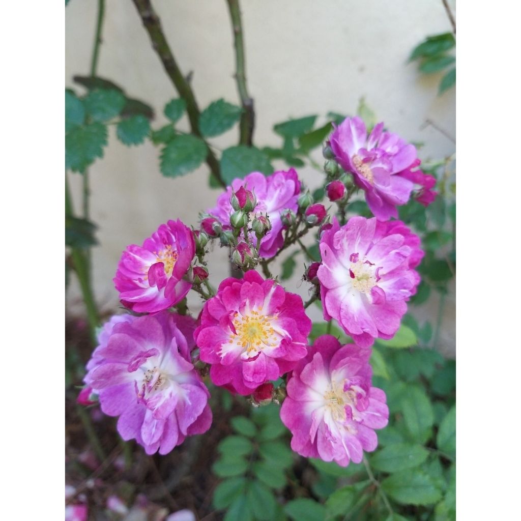 Rosa rampicante Perennial Blue