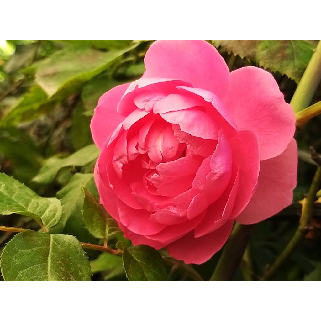 Rosa rampicante Pink Cloud