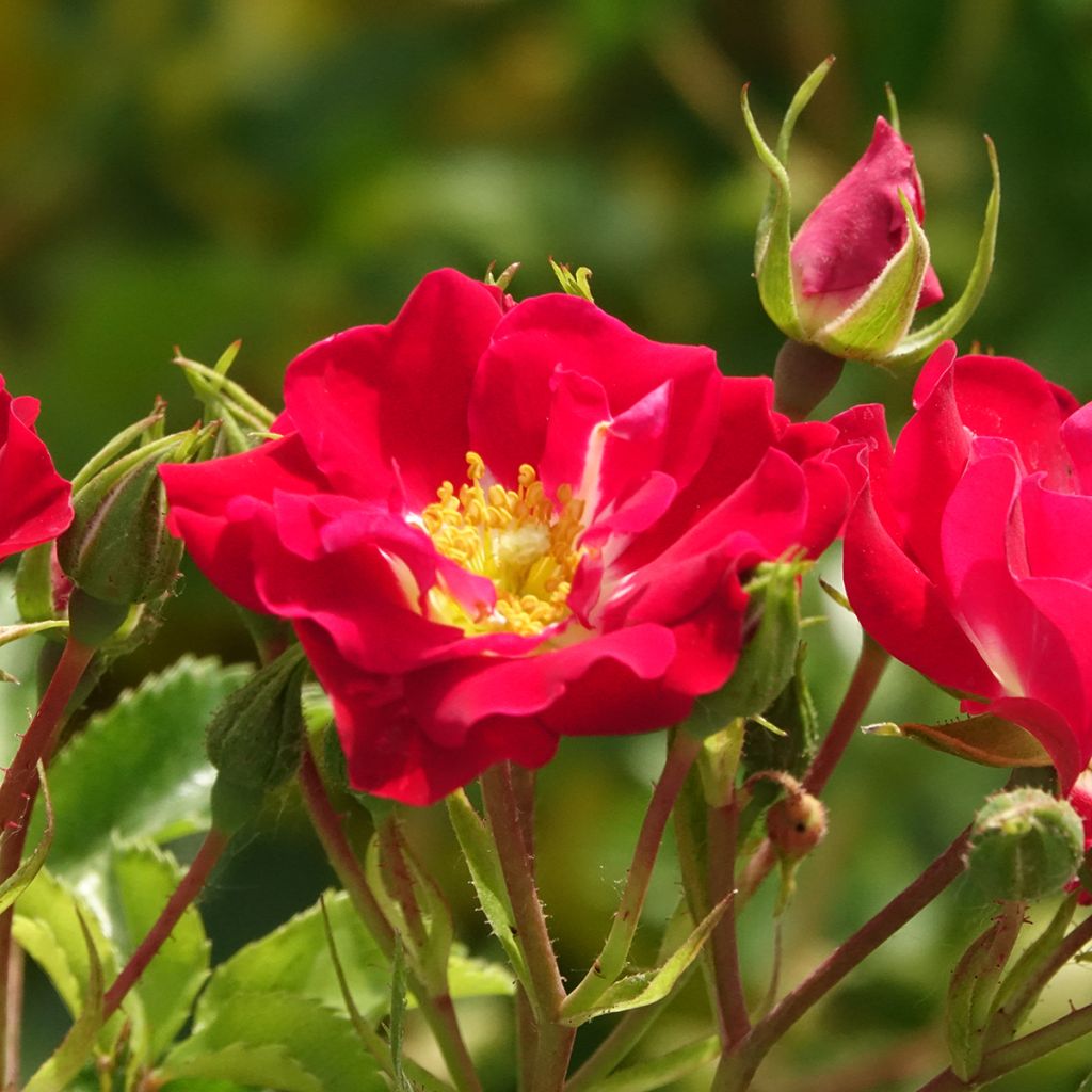 Rosa rampicante Rambling Rosie