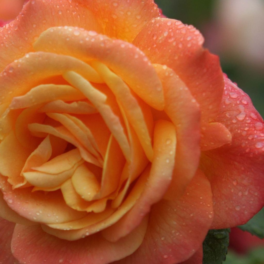 Rosa rampicante Shining Beauty