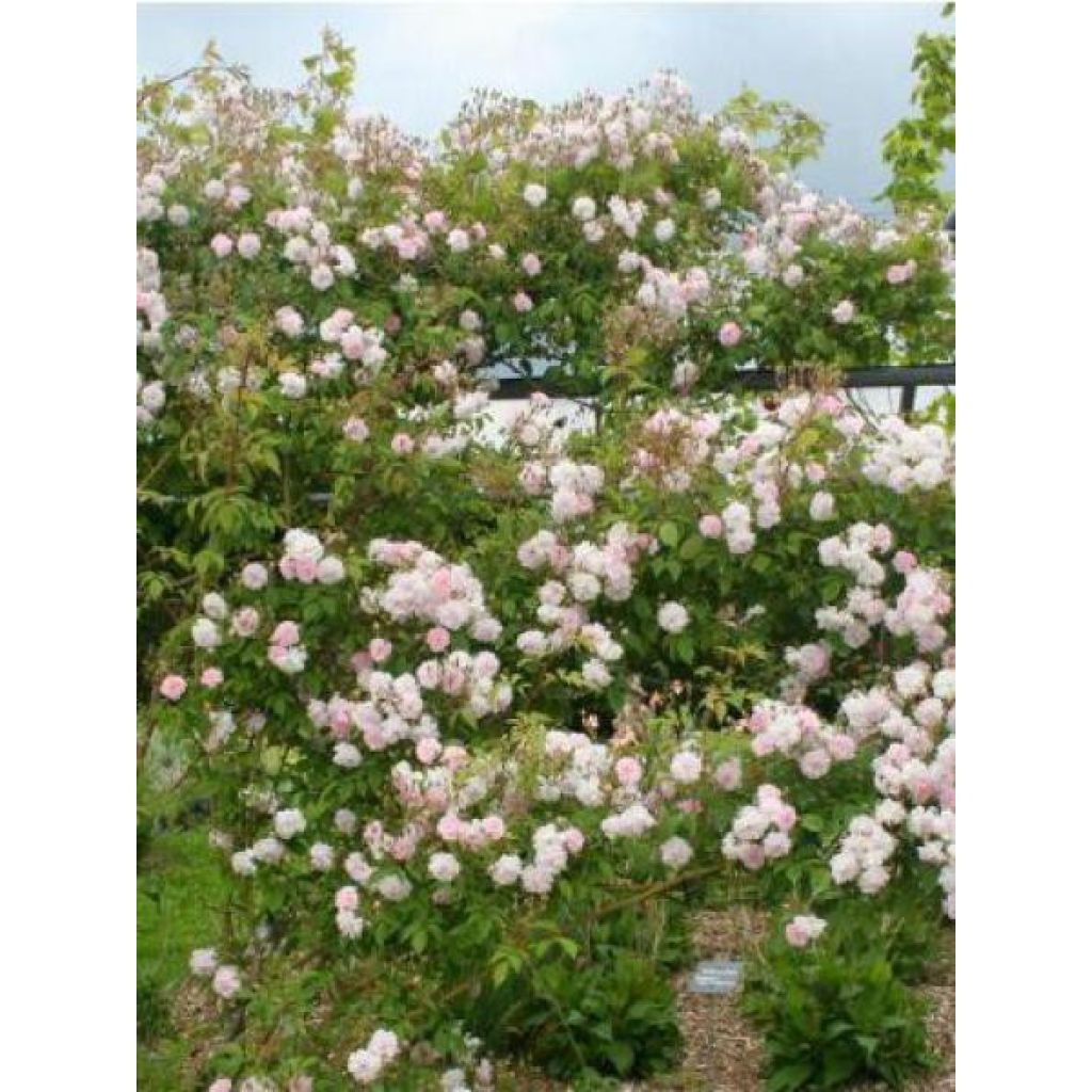 Rosa moscata rampicante Paul's Himalayan Musk