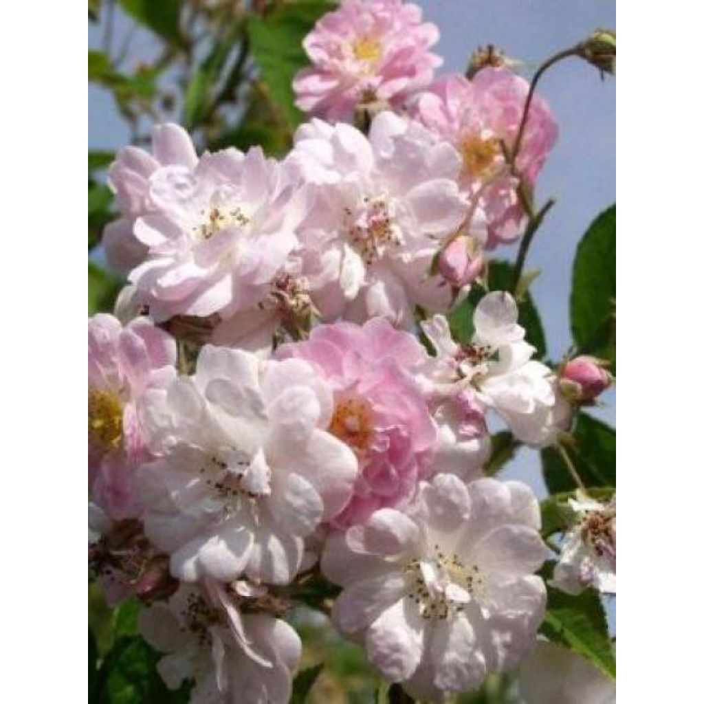 Rosa moscata rampicante Paul's Himalayan Musk