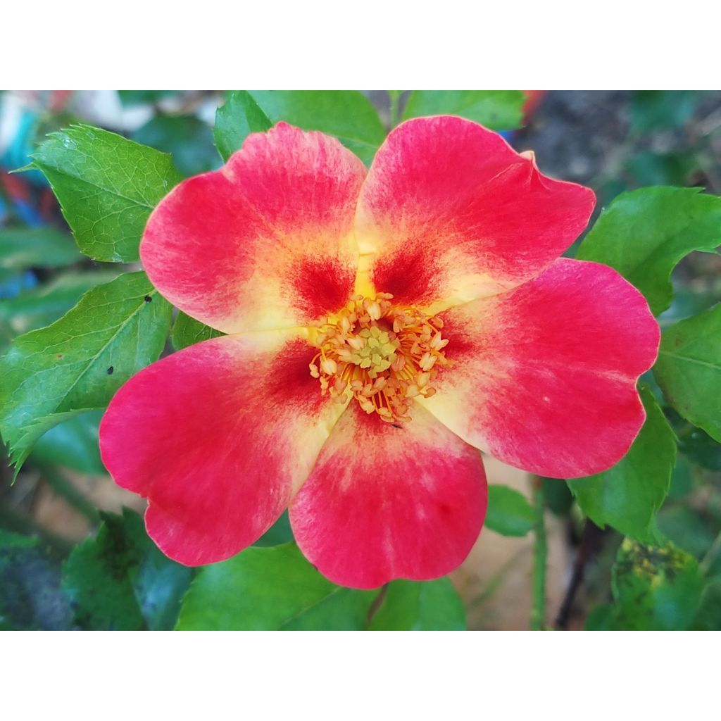 Rosa tappezzante Coral Babylon Eyes