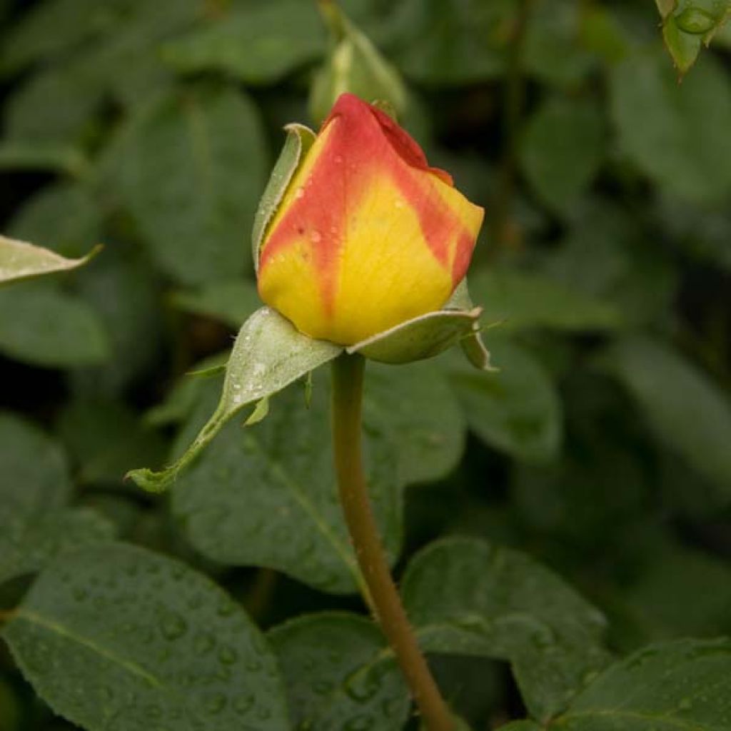Rosa Mme A. Meilland - Rose ibrida di tea