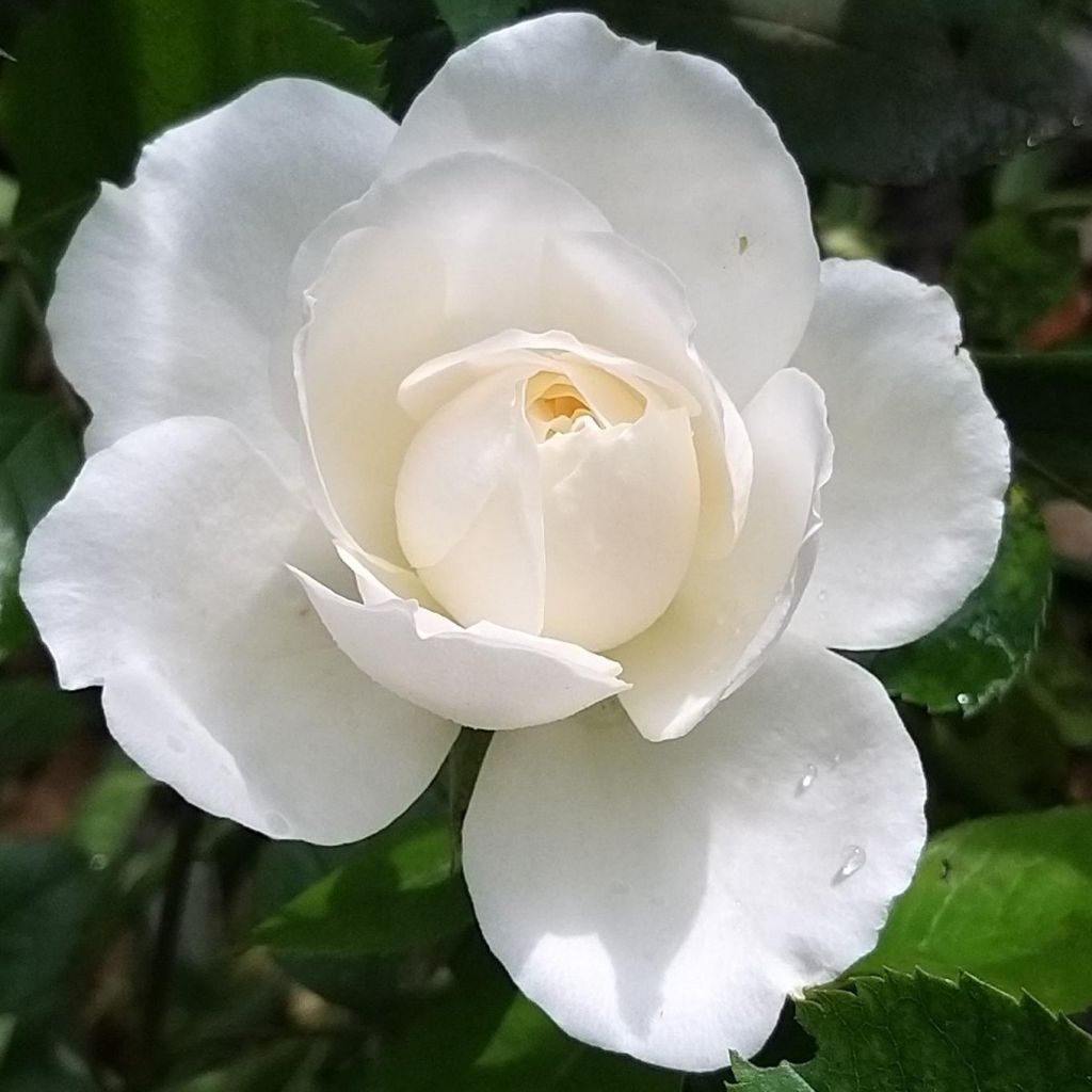 Rosa Princesse de Galles