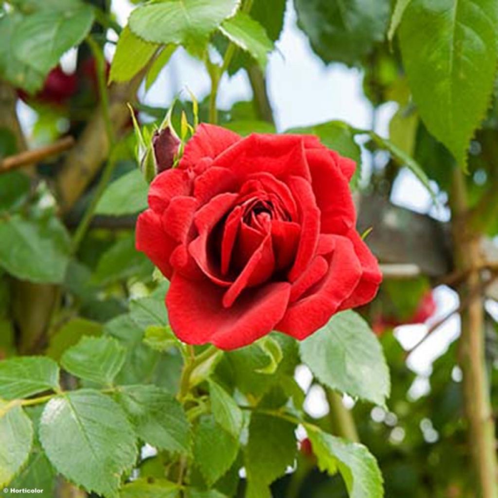 Rosa rampicante Sympathie