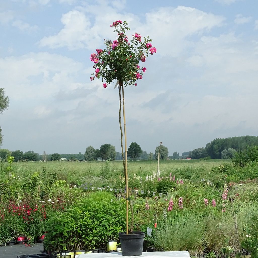 Rosa ad alberello Magic Meillandecor