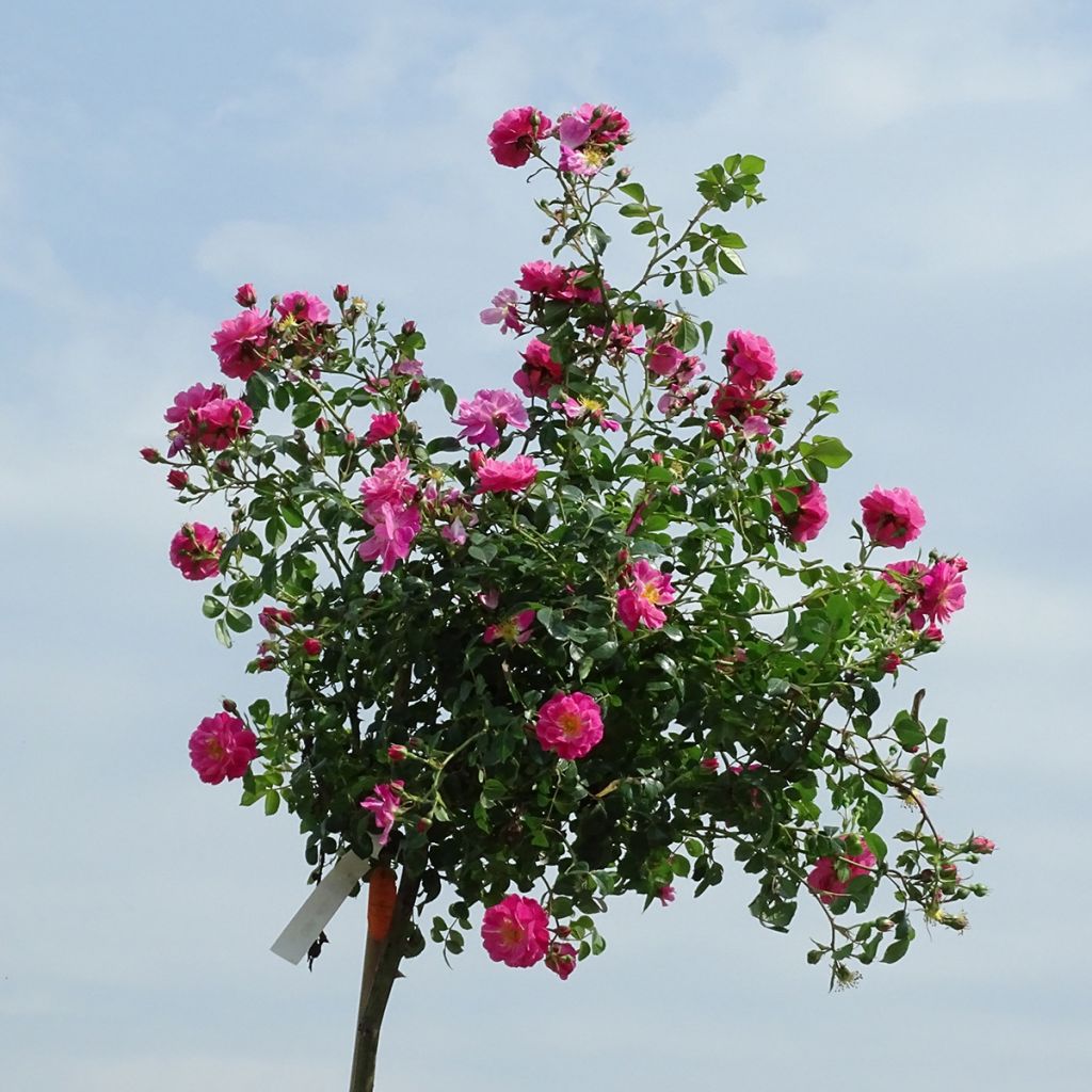 Rosa ad alberello Magic Meillandecor