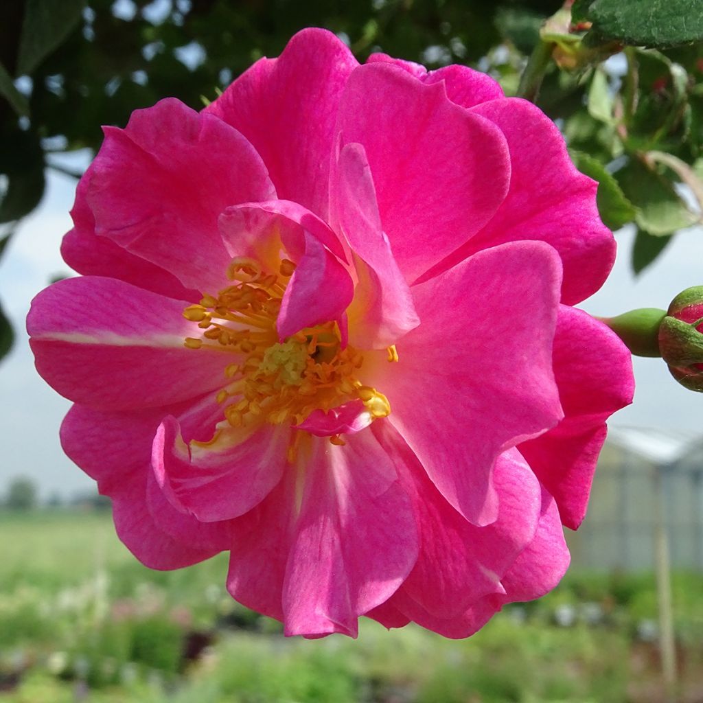 Rosa ad alberello Magic Meillandecor