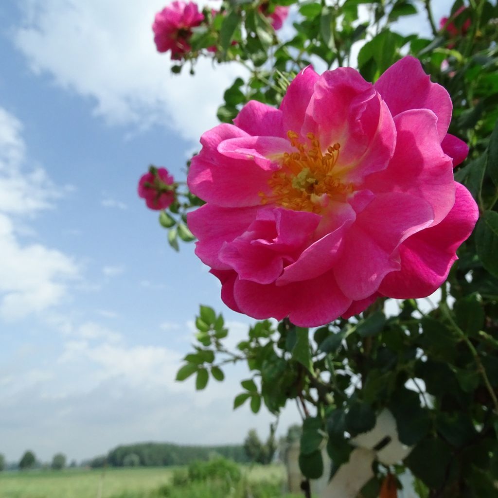 Rosa ad alberello Magic Meillandecor