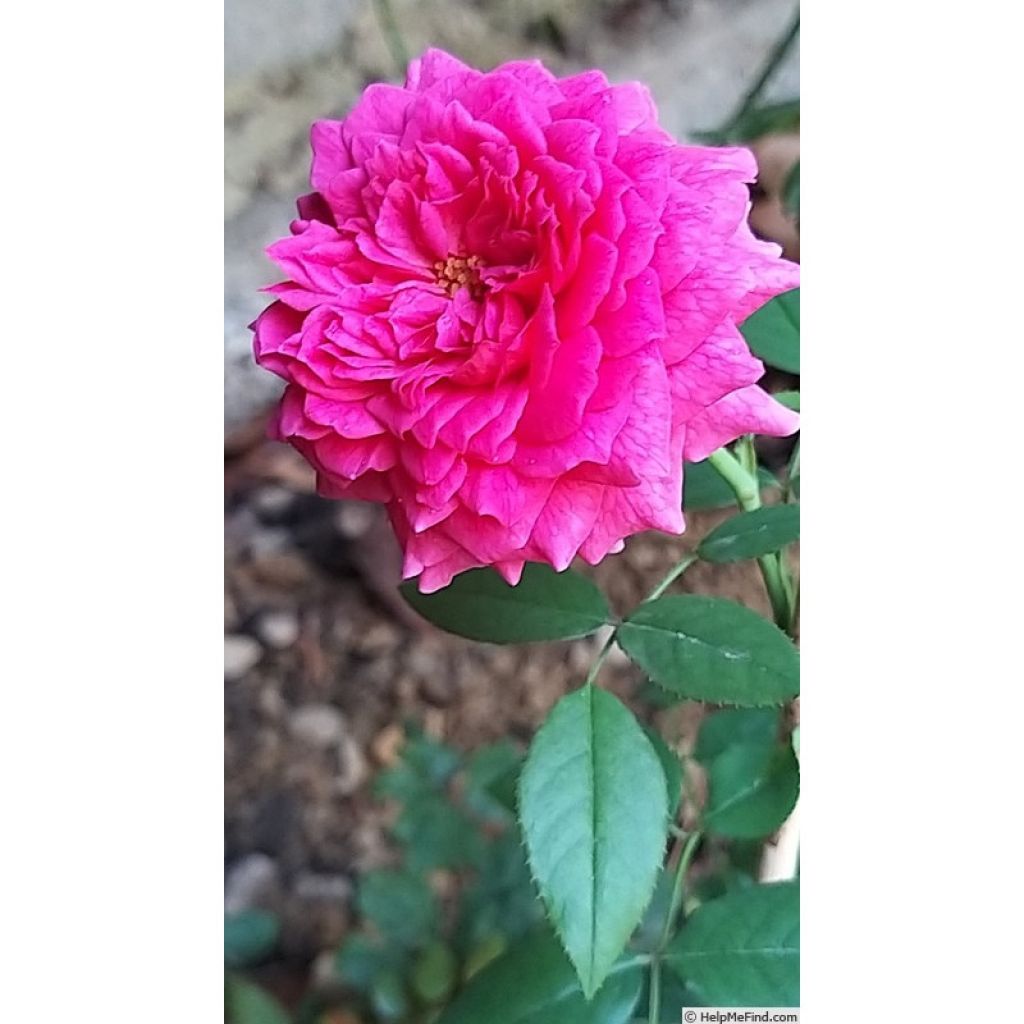 Rosa ad alberello David Austin Gabriel Oak