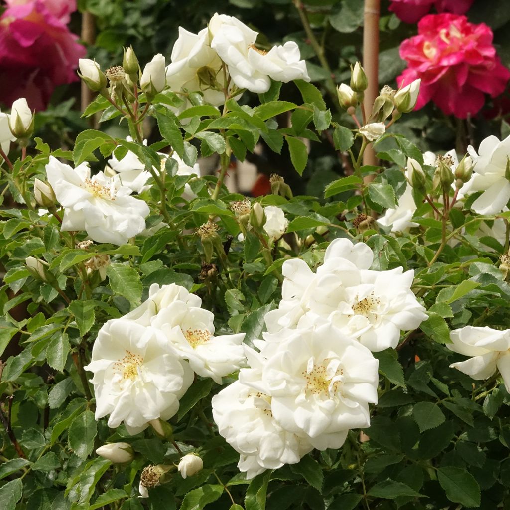 Rosa ad alberello White Flower Carpet (NOAschnee)