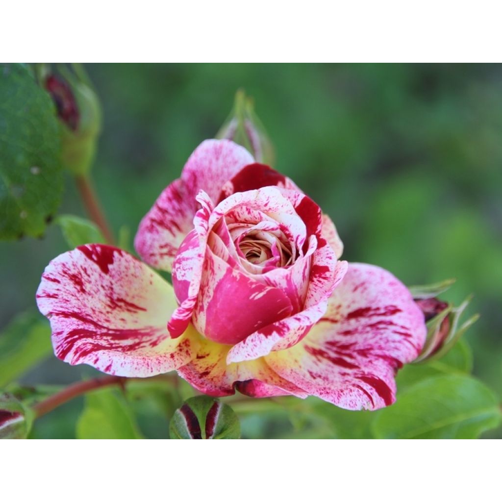 Rosa polyantha Abracadabra