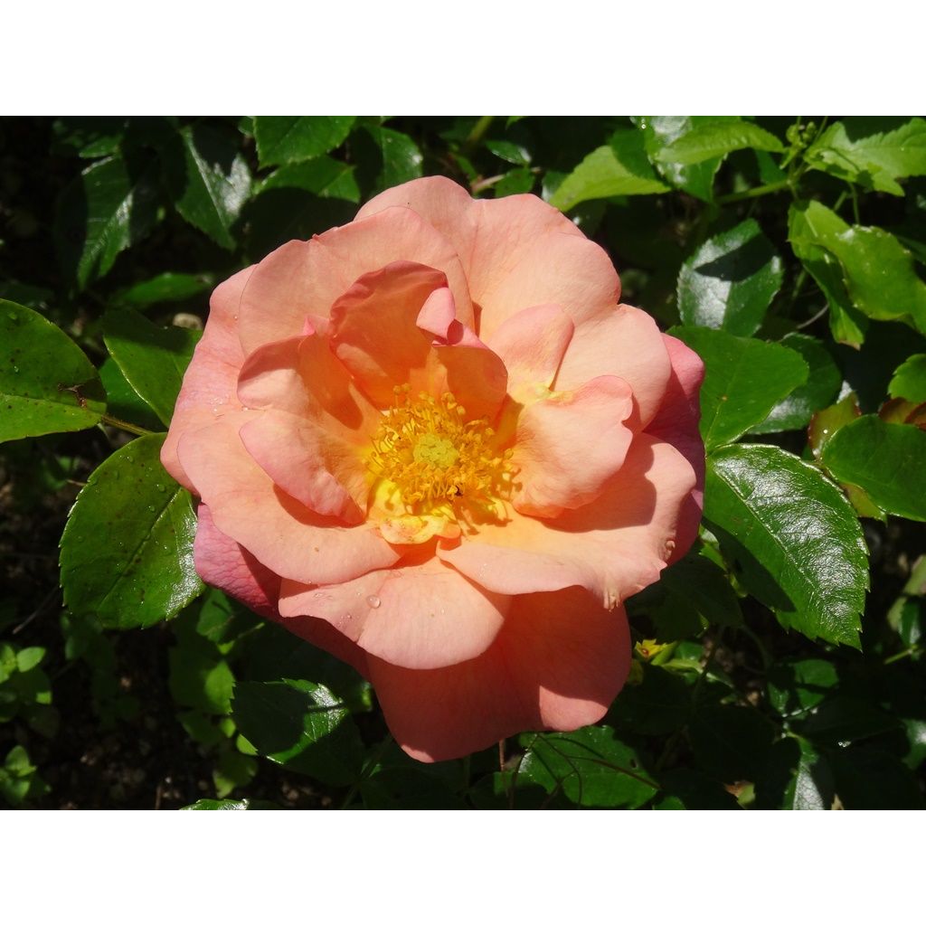 Rosa tappezzante Rigo Aprikola