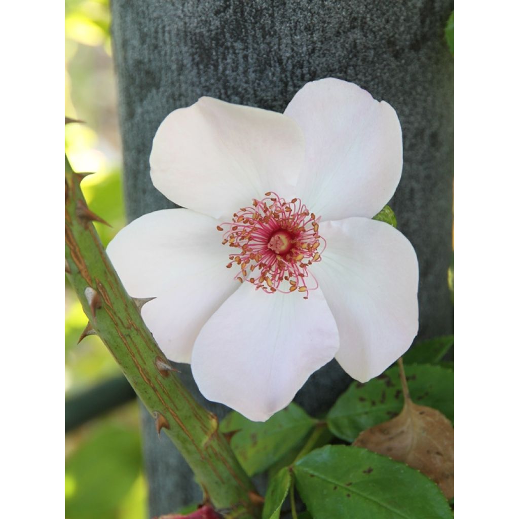 Rosa polyantha Astronomia Meillandécor
