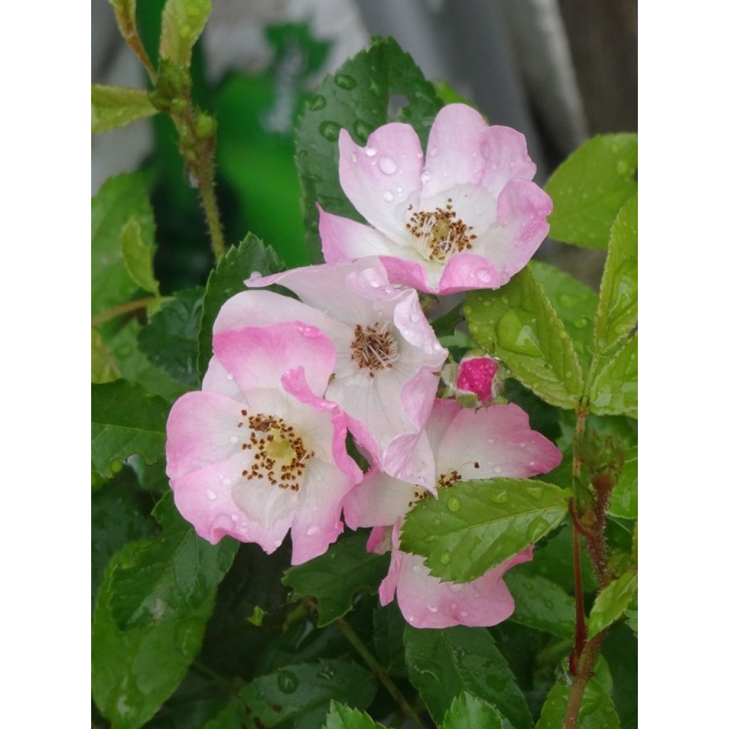 Rosa ad alberello Ballerina