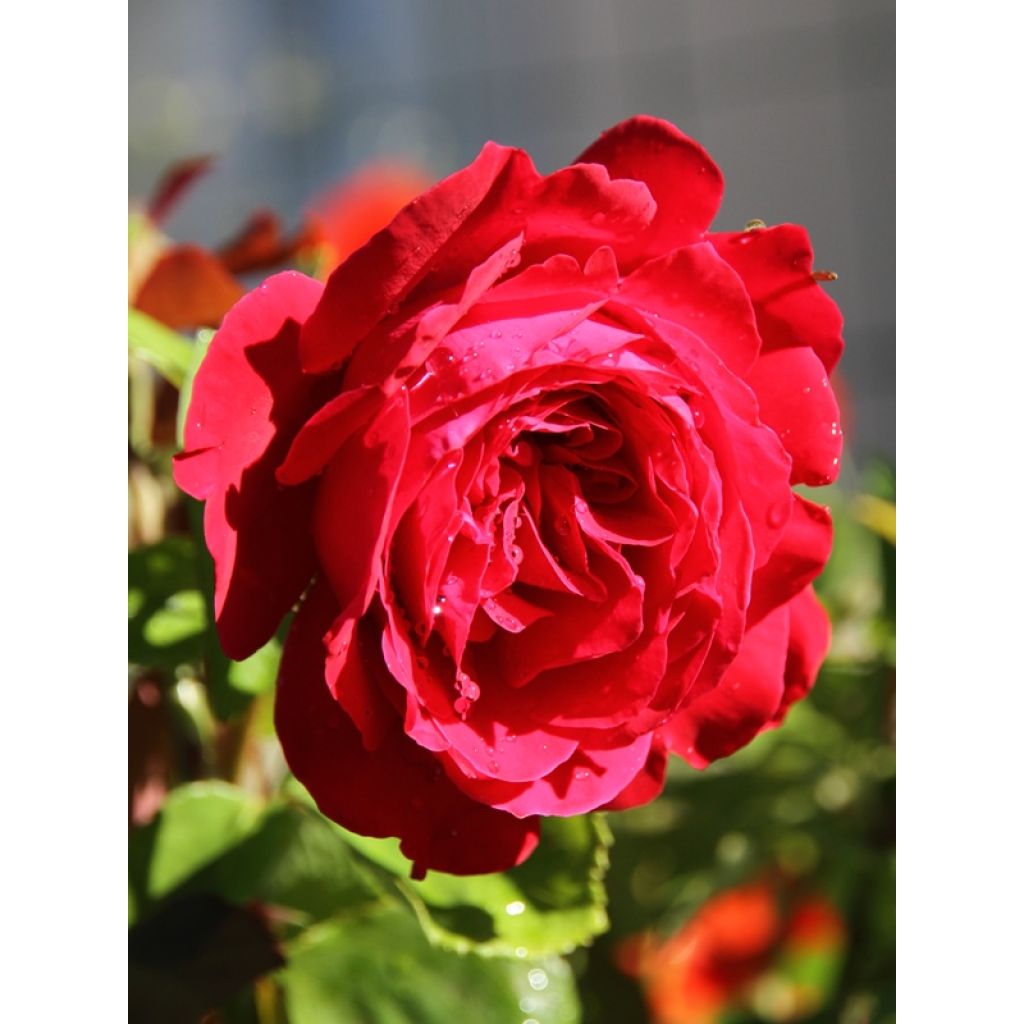 Rosa Dame de Coeur