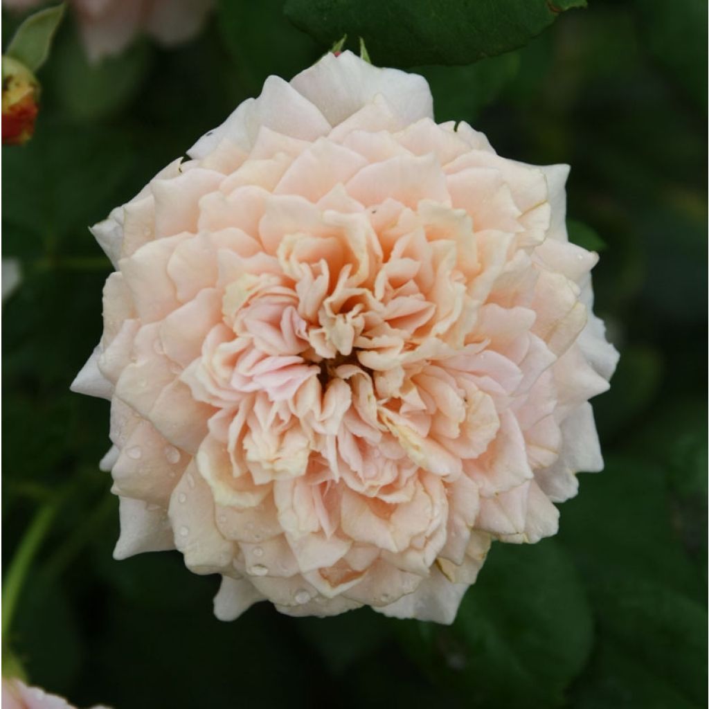 Rosa Generosa Festival des Jardins de Chaumont