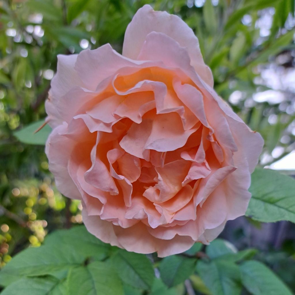 Rosa rampicante Polka