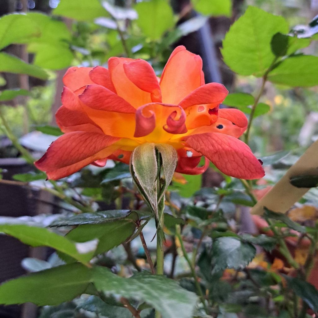 Rosa polyantha Havanna