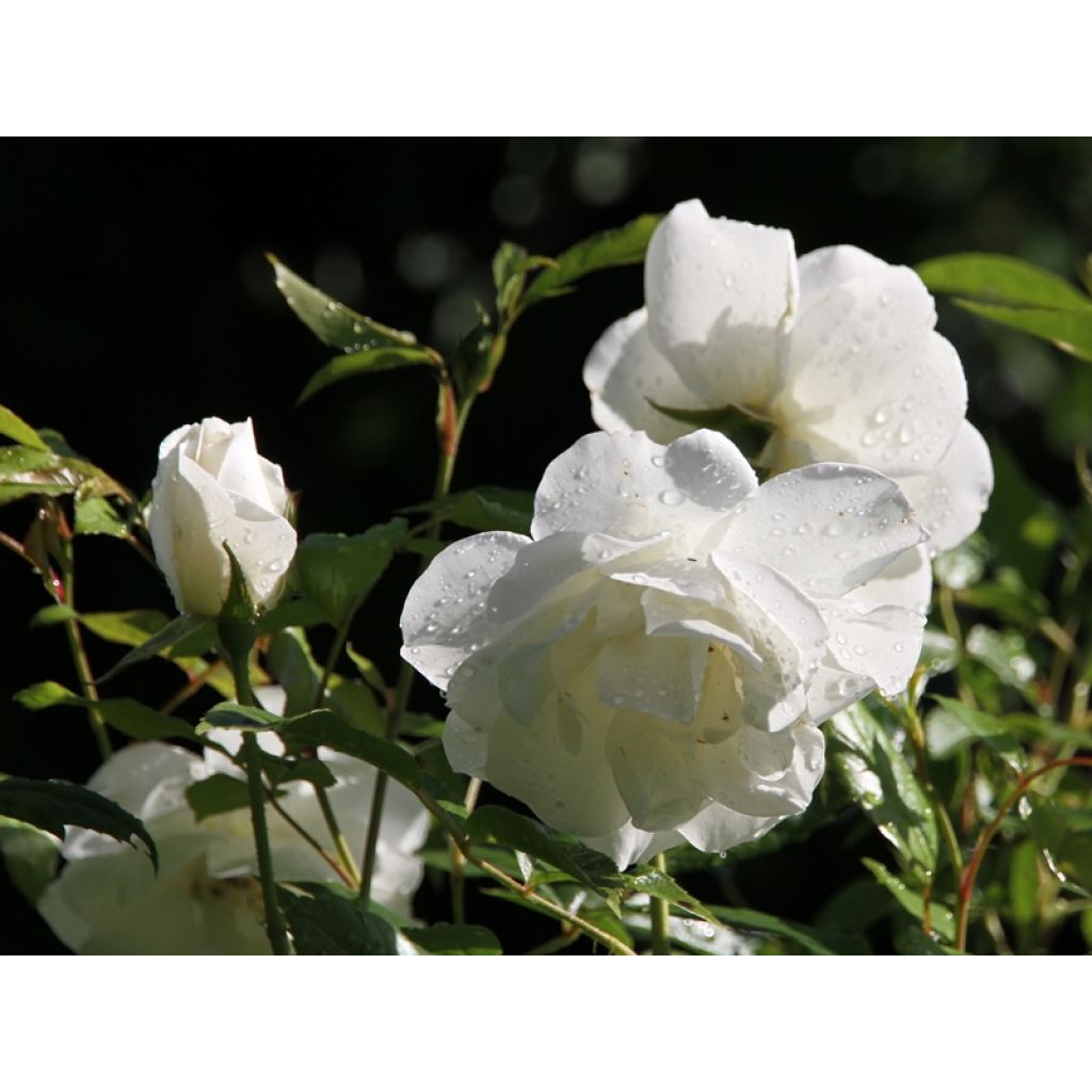 Rosa Floribunda Bianca Iceberg (Schneewittchen)