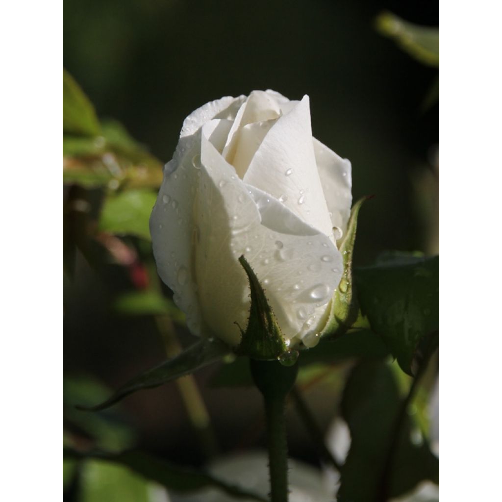 Rosa Floribunda Bianca Iceberg (Schneewittchen)