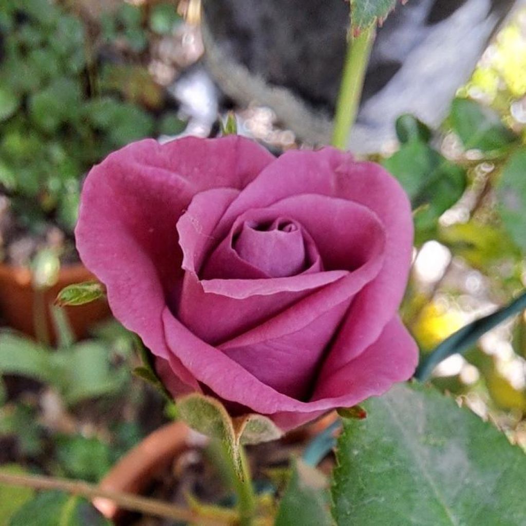 Rosa tappezzante Meillandina Lavender