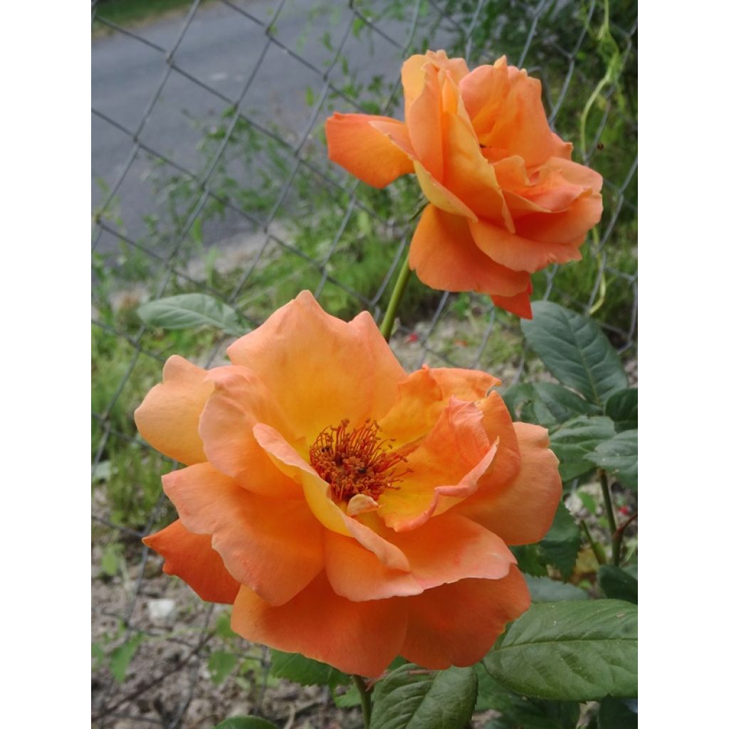 Rosa Louis de Funes